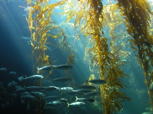 The Skin Benefits of Seaweed